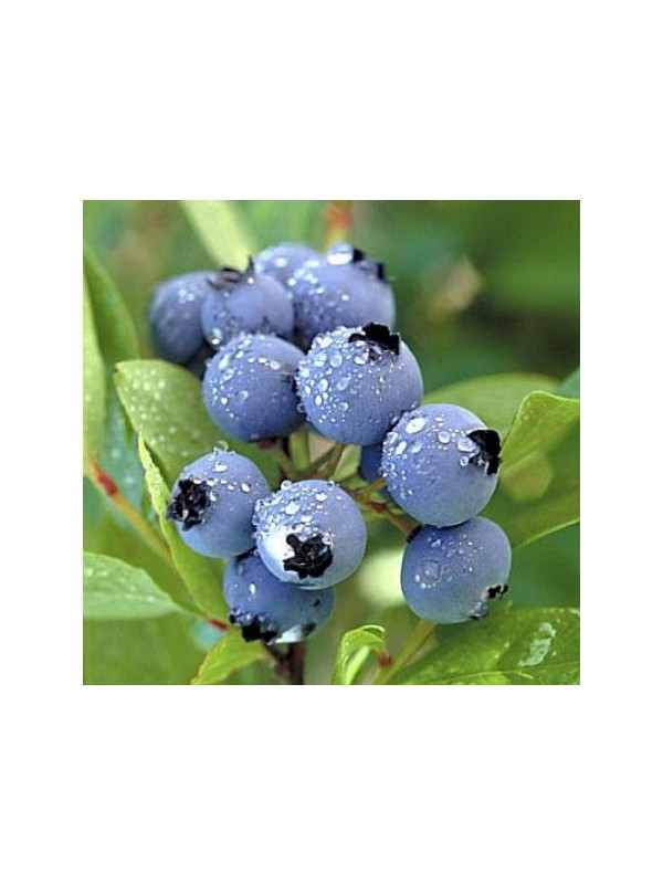 BOROVNIČEVA NEBESA parfemsko olje