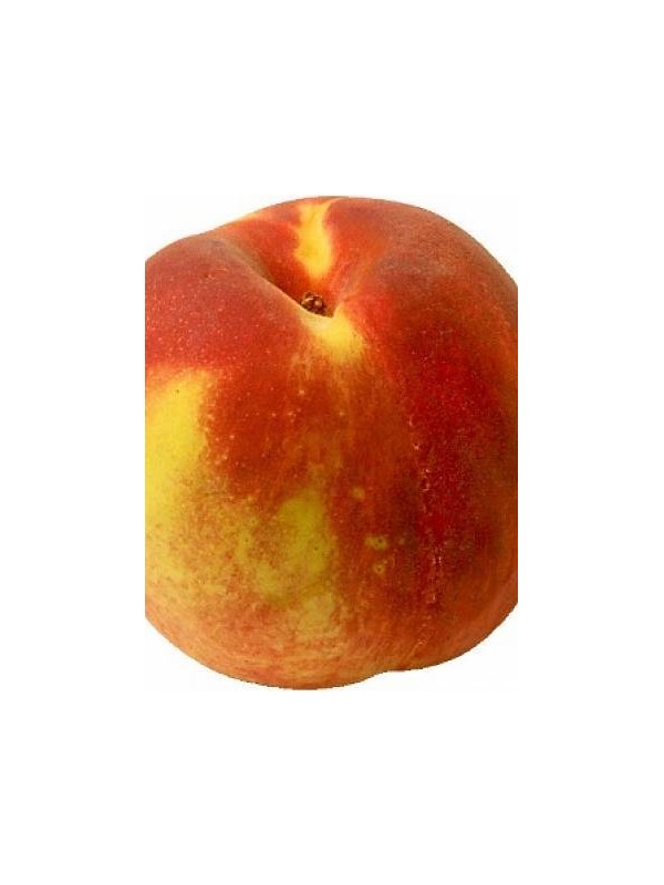 BRESKEV parfemsko olje