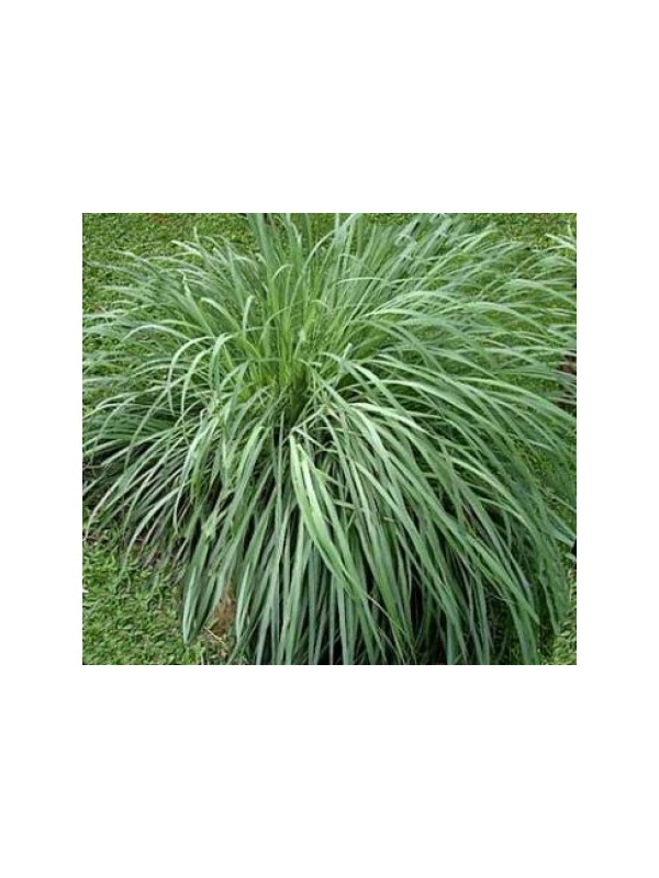 CITRONELA parfemsko olje