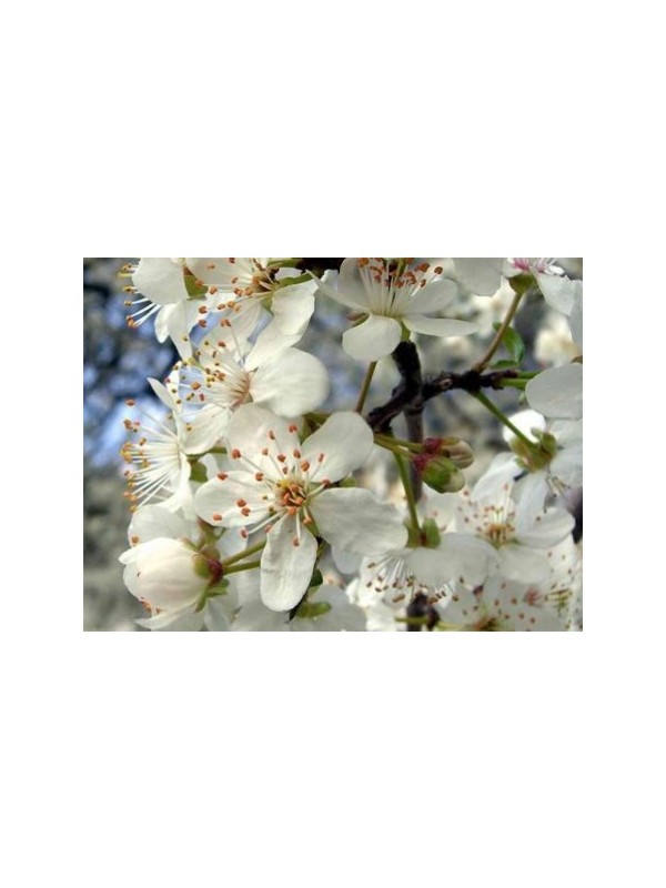 DIVJA ČEŠNJA parfemsko olje