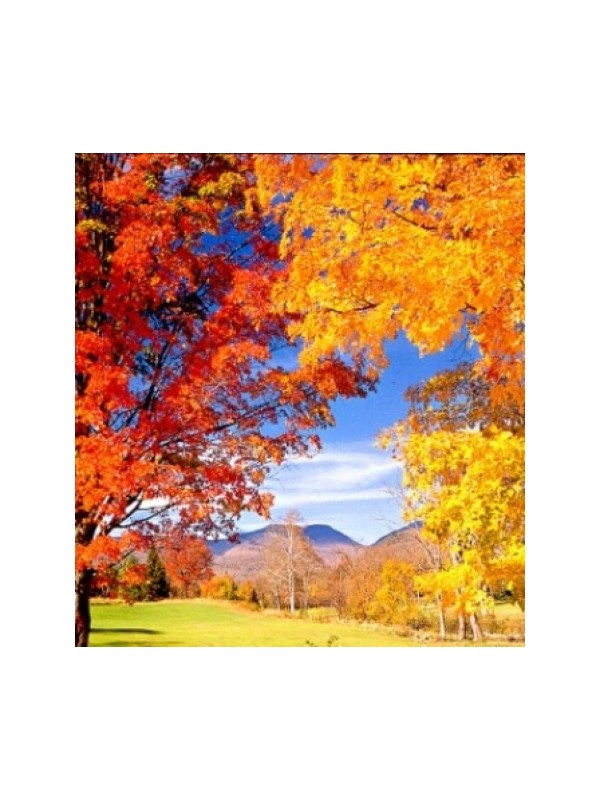 INDIJANSKO POLETJE parfemsko olje