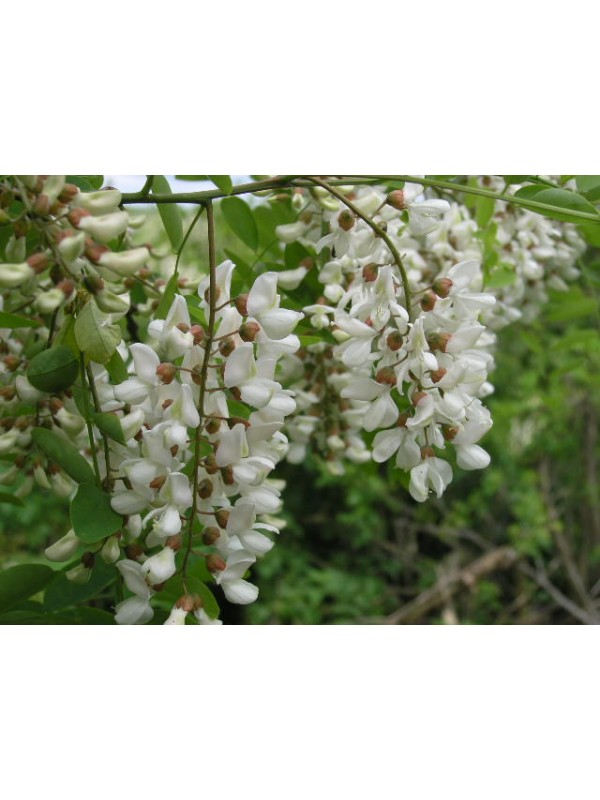 AKACIJA parfemsko olje