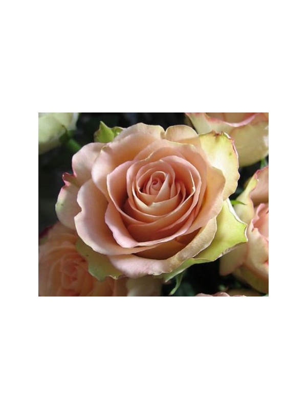 ANTIČNA VRTNICA parfemsko olje