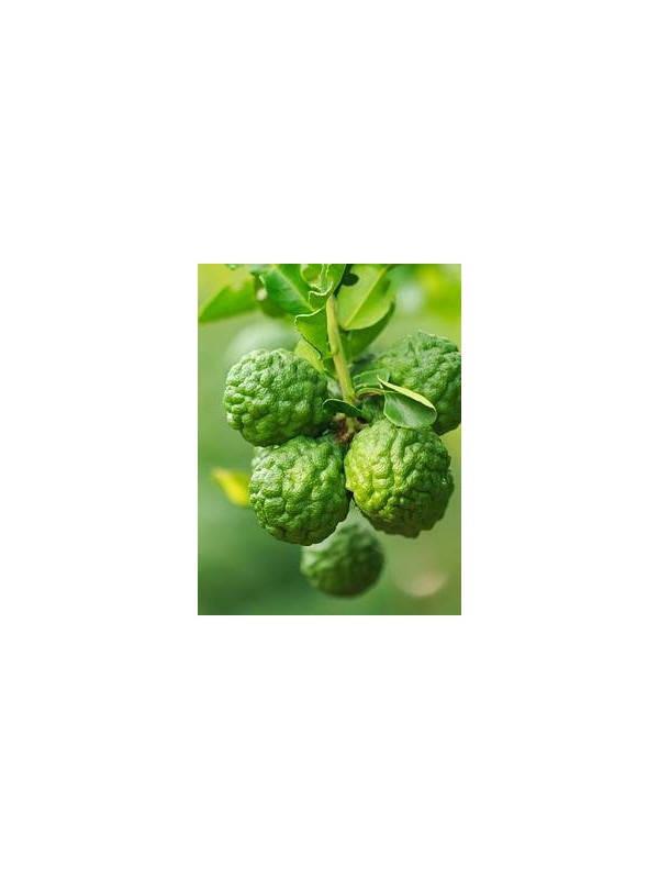 VANILIJA & BERGAMOT parfemsko olje