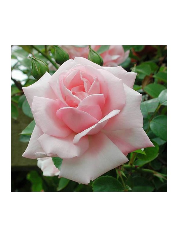 GIN & VRTNICA   parfemsko olje