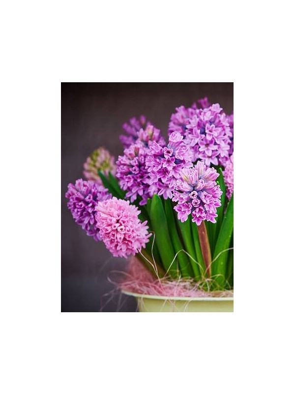 HIACINTA parfemsko olje