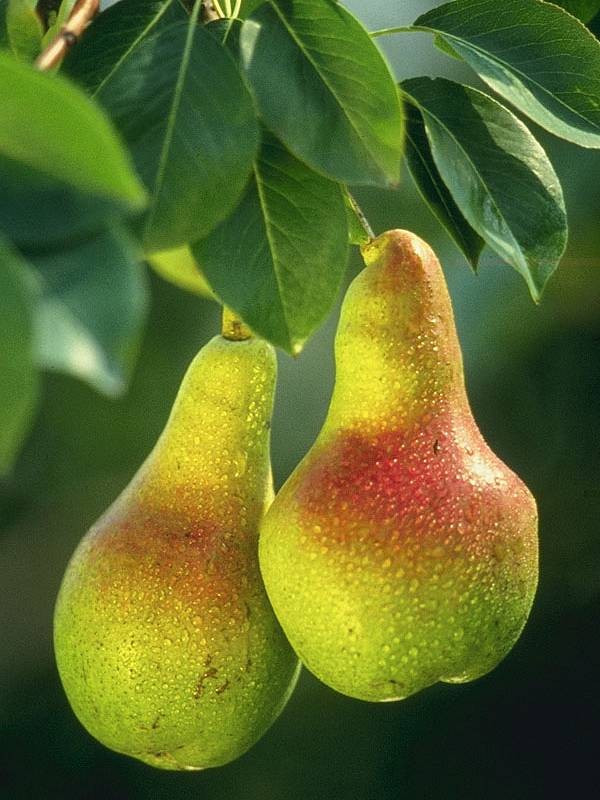 HRUŠKA parfemsko olje