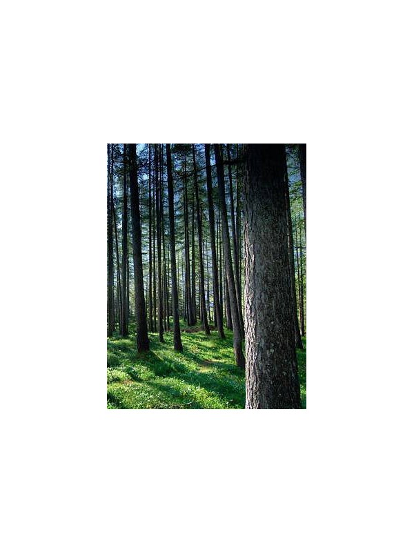 IGLASTI GOZD parfemsko olje