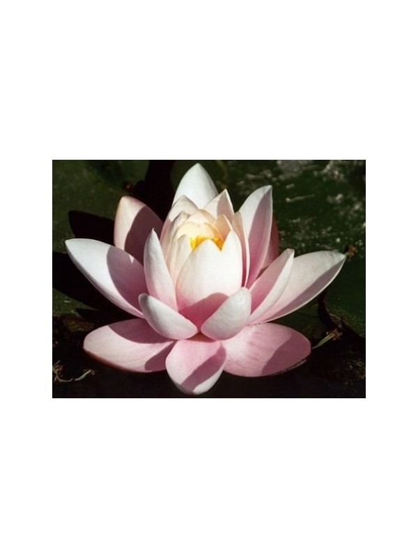 LOTOS parfemsko olje