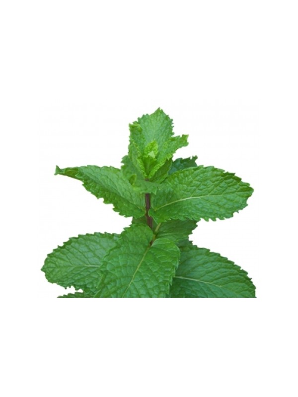 PEPERMINT parfemsko olje