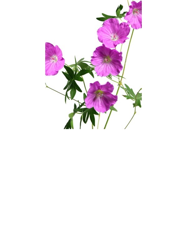 GERANIUM essential oil 