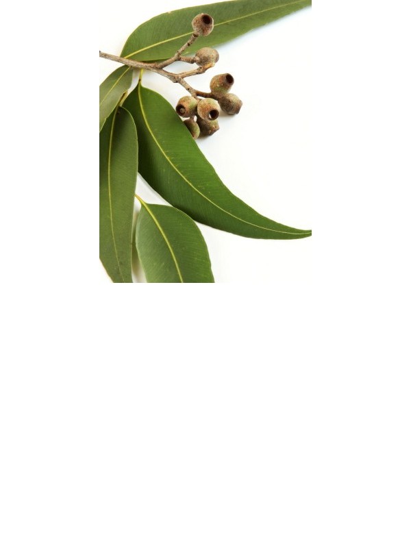 EUCALYPTUS essential oil