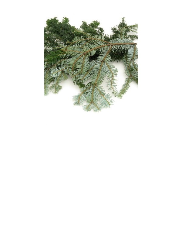 SILVER FIR  essential oil