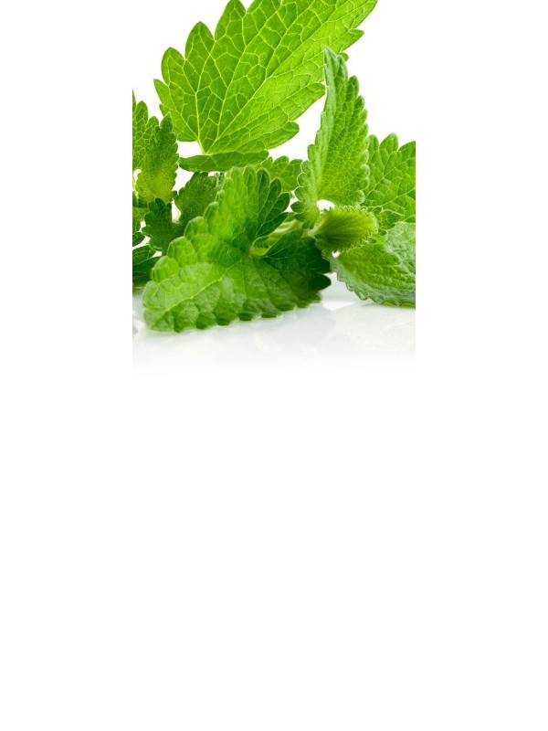 MINT essential oil 