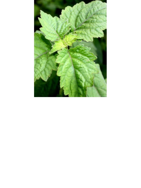 PATCHOULI essential oil