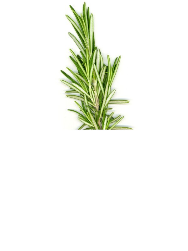 ROSEMARY essential oil