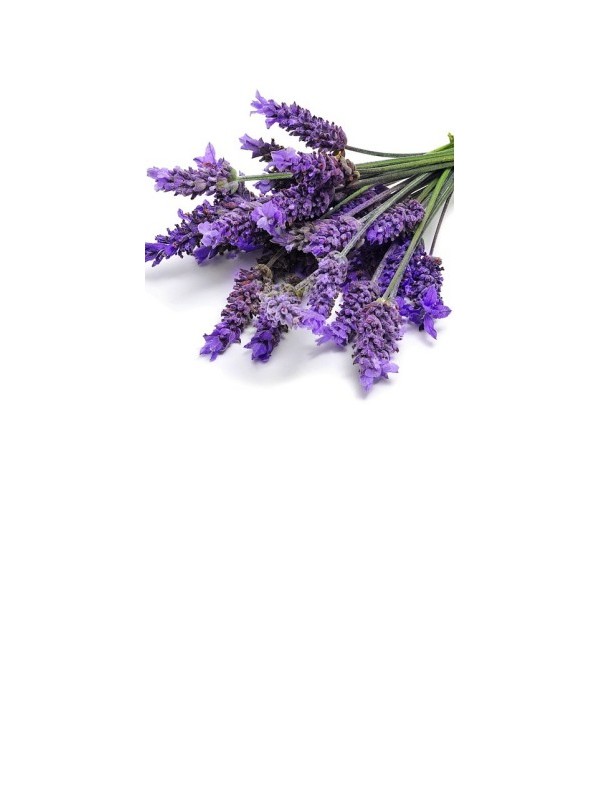 LAVENDER essential oil