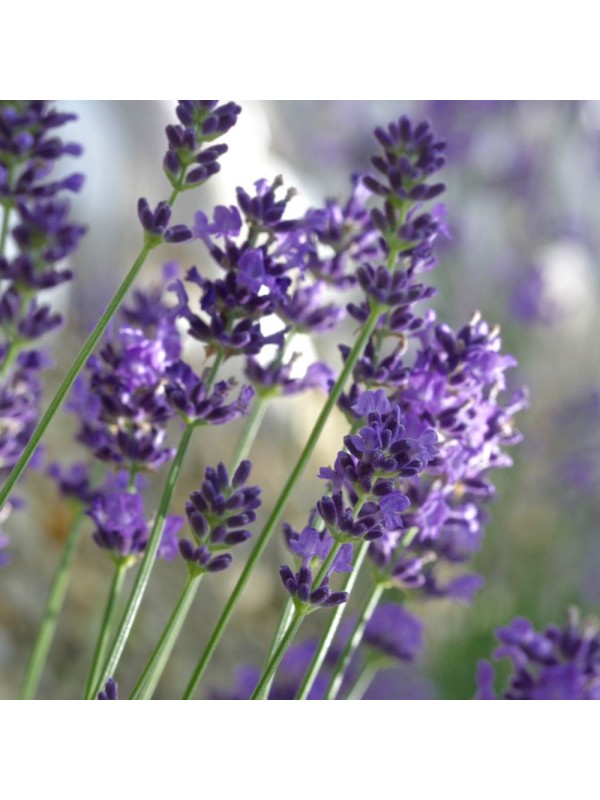 SIVKA (Lavandula angustifolia) naravno eterično olje