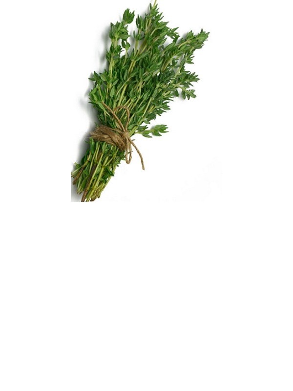 THYME essential oil