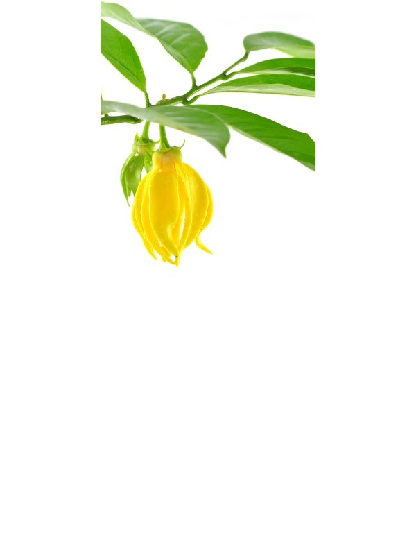 YLANG YLANG  naravno eterično olje